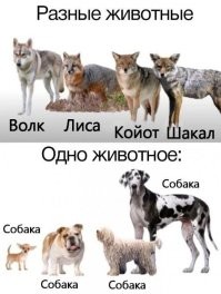 Не ищите здесь смысл. Здесь в основном маразм