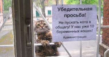 15 странных и забавных объявлений, созданных людьми, которые могут ко всему найти нестандартный подход