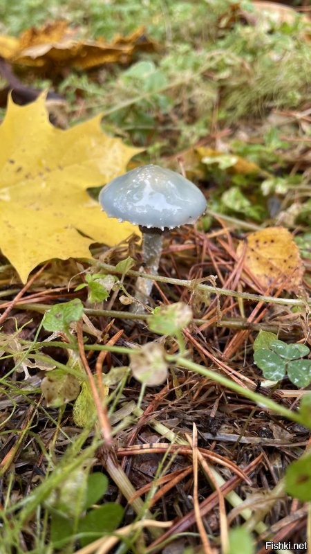 Надо сказать им что ты грибник с 50 летним опытом в области переработки псилоцибов.