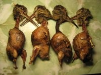 Вальдшнеп: киви по-русски