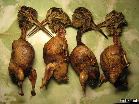 Вальдшнеп: киви по-русски