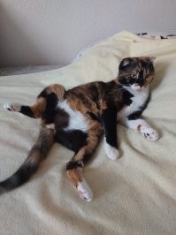 Пришла 7лет назад,и сказала что теперь будет жить у нас.В первую же ночь навалила в раковину вместо лотка, ещё через две недели решила рожать.Ночь 23 февраля,а я с супругой как заправские акушеры резали пуповины,потому что она не знала что делать и котята тупо как пулемётная лента за ней болтались.Все прошло успешно,котят раздали.Очень ласковая и неглупая кошка