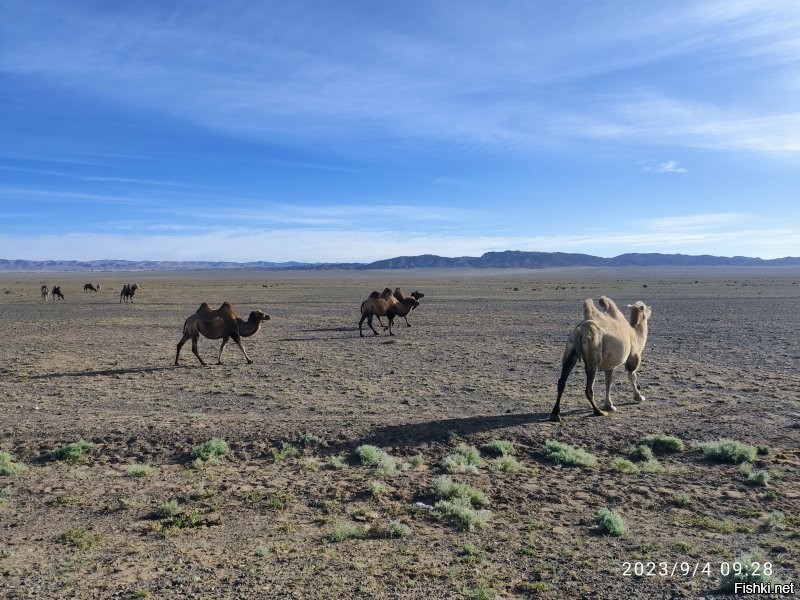 Я там был в позапрошлом году. На будущий год опять собираюсь, поэтому читаю про нее когда есть возможность.
Из изменений, могу отметить что с моей первой туда поездки, там все подорожало раза в два.   Мясо в степи уже не копейки стоит.  И их национальный чай - зеленый, соленый с жирным молоком, уже в забегаловках бесплатно не дают. Уже за деньги.. А раньше ставили термос и пей сколько хочешь.
А вообще там здорово. Абсолютно другой мир.
Каждый раз возвращаюсь оттуда и думаю: "Ну нафиг, больше туда не поеду!"
А вот, опять собираюсь. Уже с дочкой. Кто ей кроме меня все это покажет?