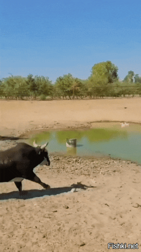 Махина физически серьёзная.