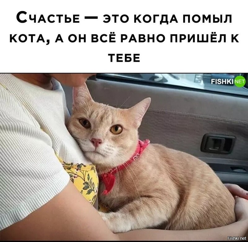 Купание воспитанного кота