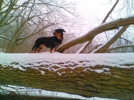 Из моих шести собак(не одновременно), трое именно подобрашки с улиц. Думаю что если бы не моя аллергия на котов, то и коты тоже были бы членами нашей семьи. Разве можно хоть одно мгновение жалеть что взяли такую вот славную прелесть?