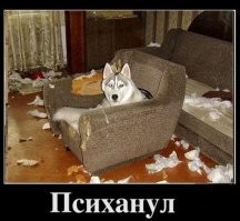 Мужчина оставил хаски одного в доме: он не был готов к тому, что увидел по возвращении