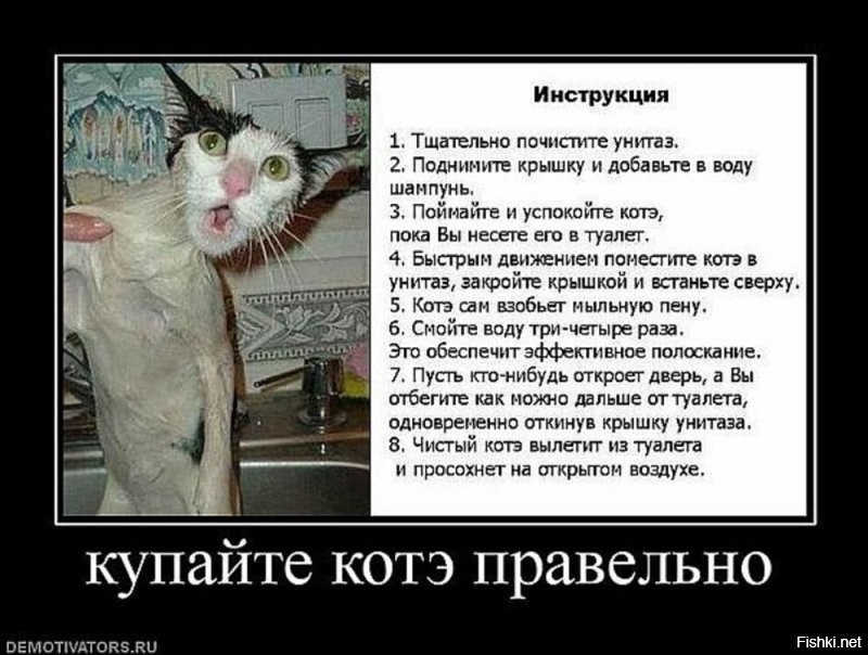 Купание воспитанного кота