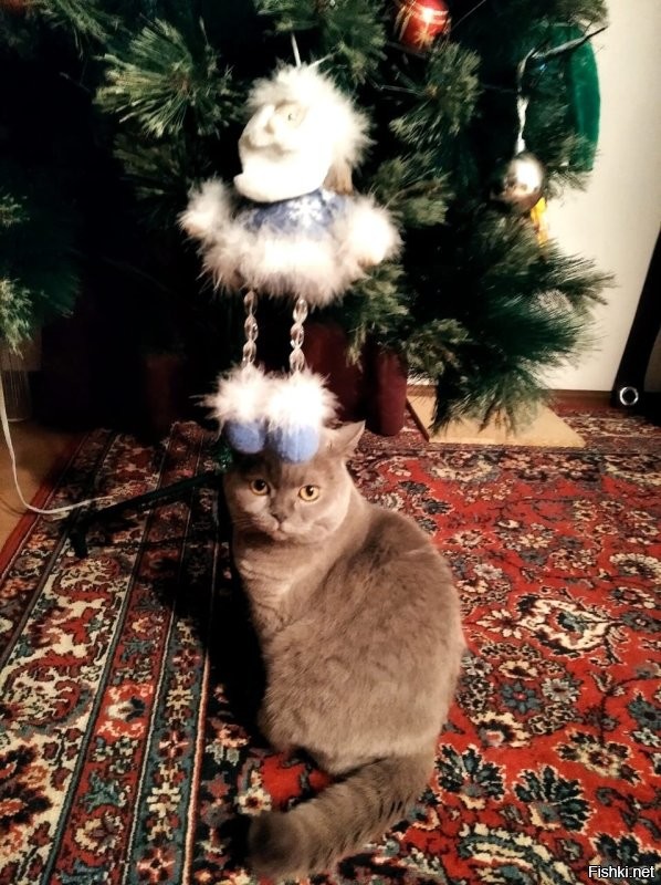 не на облако он отправился .. а выше = на радугу

коше 12, да не край, но возраст чувствуется,
не могу спокойно думать о расставании .. и щас в соплях