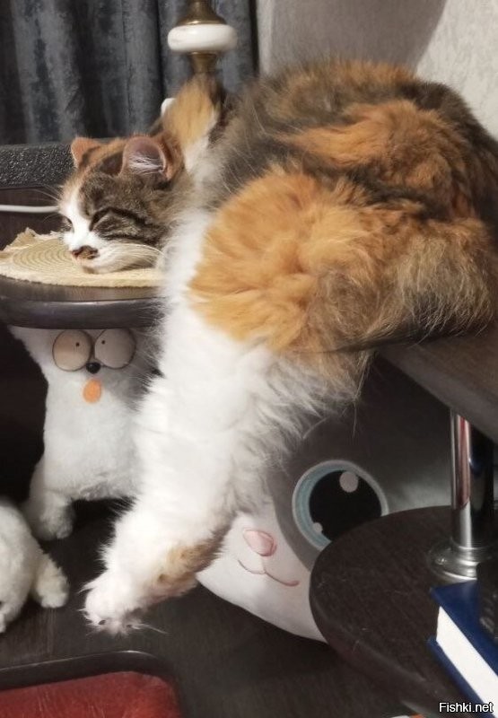 20 пушистых созданий, способных уснуть в немыслимых местах и позах