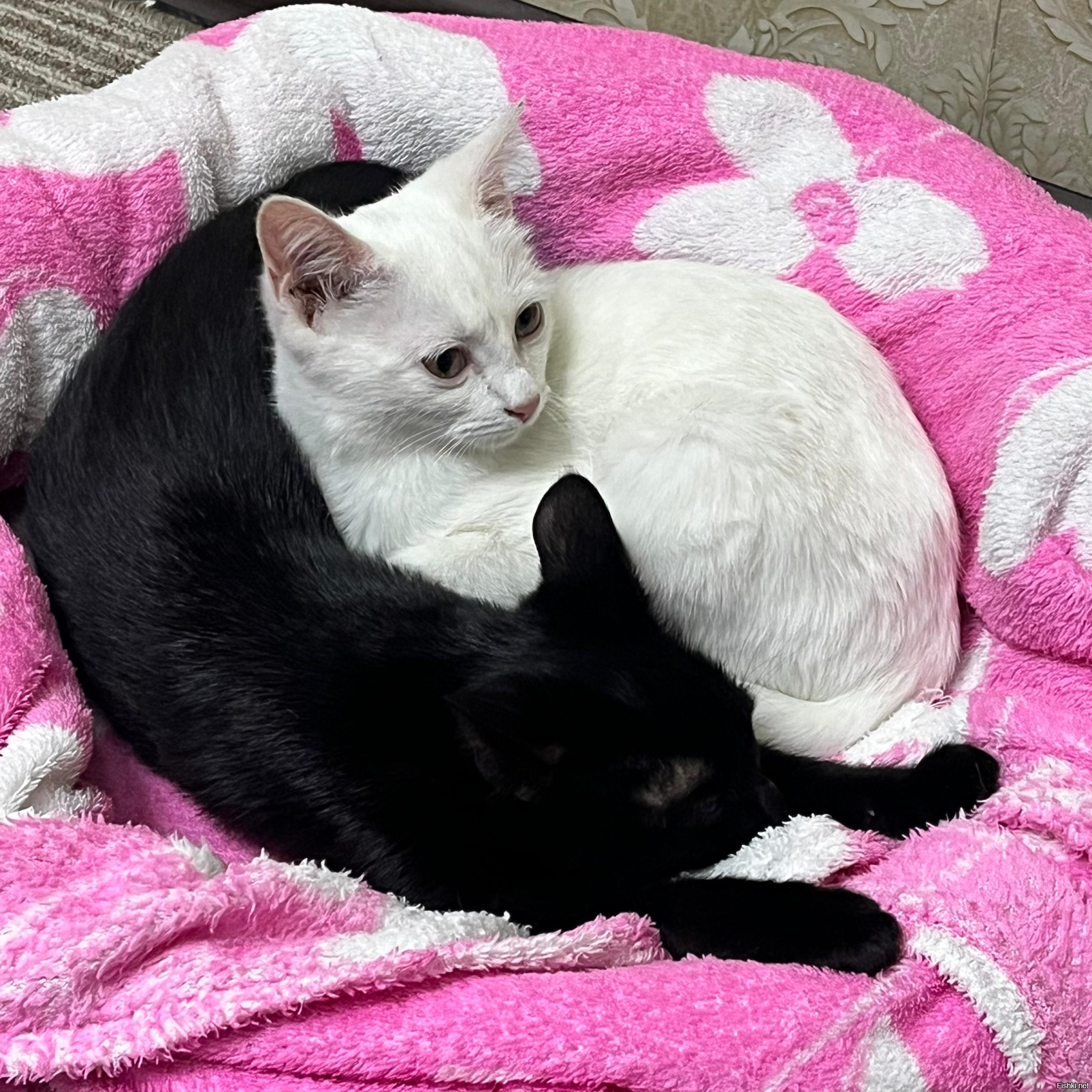 20 пушистых созданий, способных уснуть в немыслимых местах и позах