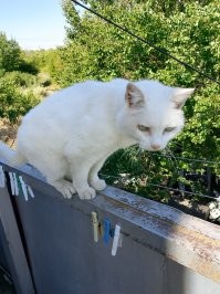 Знакомьтесь,это Белка в далёком 2004 году её сестра нашла на улице и привезла домой.Глухая уже калоша старая,но аппетит хороший