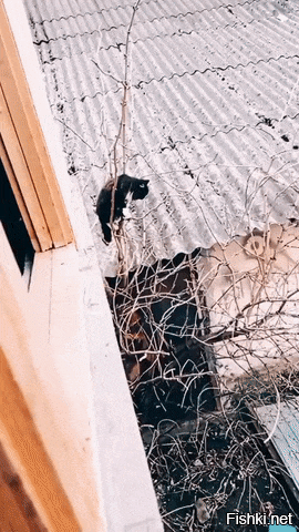 Просто гифки, всякие и&nbsp;разные