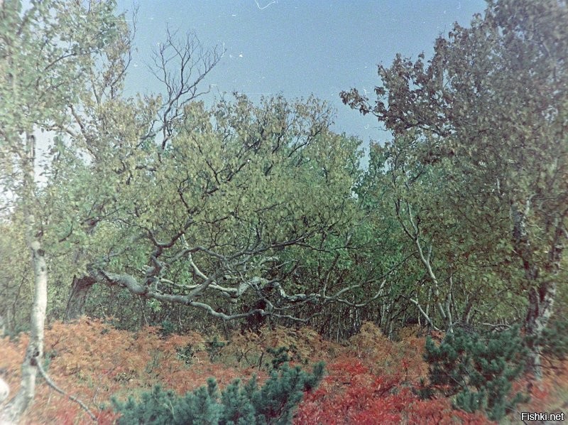 Херня какая. На Камчатке все берёзы такие. Оттого что снега много.