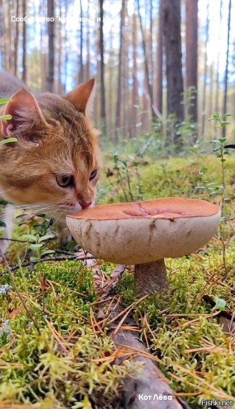 Солянка от 18.10.2025