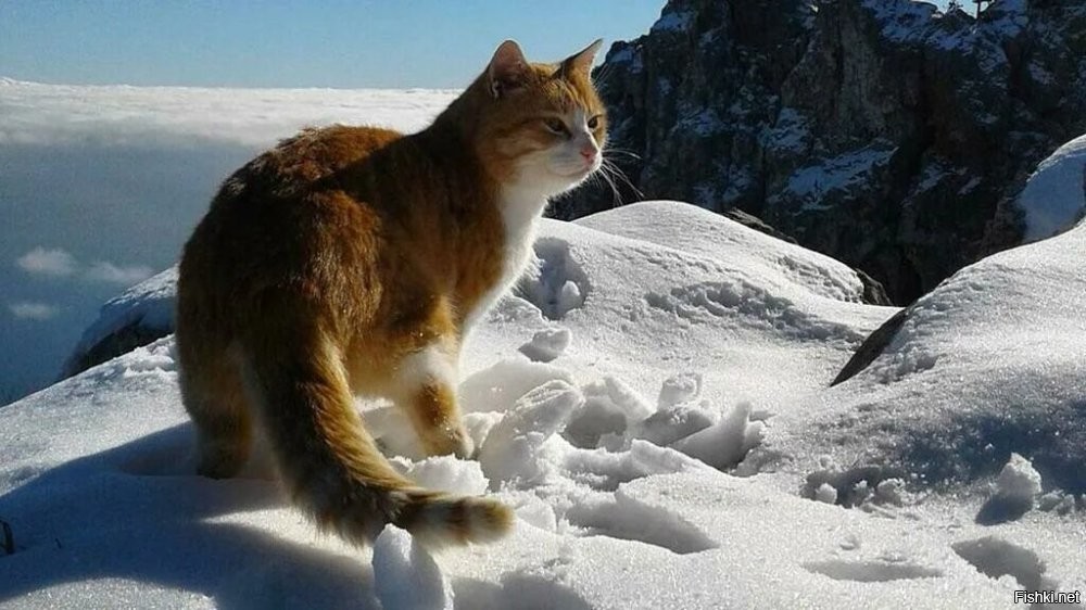 Да пошло оно все в ..... в гору