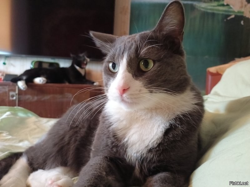 На моего оболтуса похож.