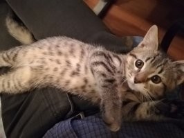 По похожему принципу 3 года назад котом обзавёлся. Двухмесячного котёнка пытались отдать знакомым когда в гостях у них был, а он забрался ко мне на руки, замурлыкал и заснул. Ситуация без вариантов :)