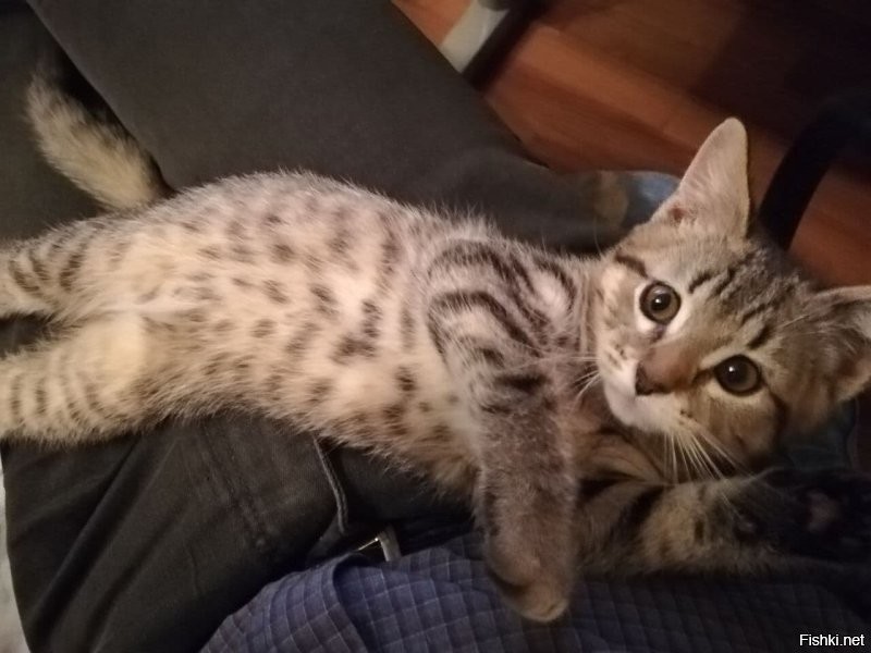 По похожему принципу 3 года назад котом обзавёлся. Двухмесячного котёнка пытались отдать знакомым когда в гостях у них был, а он забрался ко мне на руки, замурлыкал и заснул. Ситуация без вариантов :)