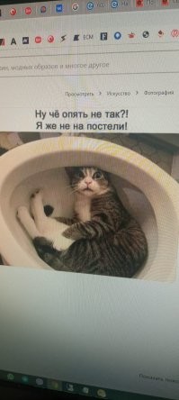 20 пушистых созданий, способных уснуть в немыслимых местах и позах