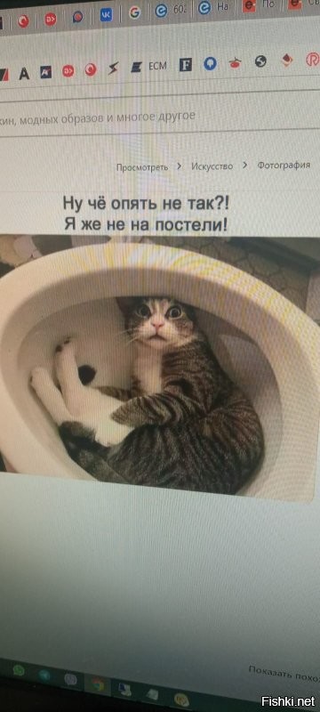 20 пушистых созданий, способных уснуть в немыслимых местах и позах