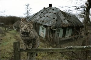 Подборка смешных и забавных фотографий с котами, которые поднимут настроение