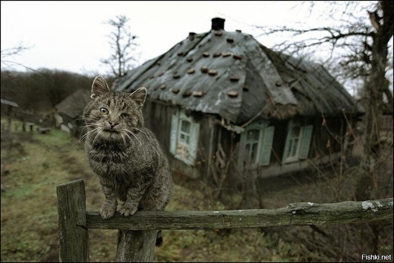 Подборка смешных и забавных фотографий с котами, которые поднимут настроение