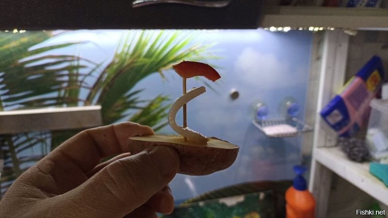 А вот и фото. Давно не готовил - допустил косяк. Сделал слишком тонкие паруса - после жарки они выглядят не очень)) Нужно делать их толще, тогда они сохраняют свою форму и выглядят лучше... Я просто уже забыл про это...