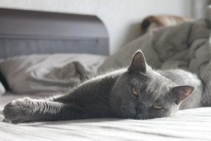 Подборка смешных и забавных фотографий с котами, которые поднимут настроение