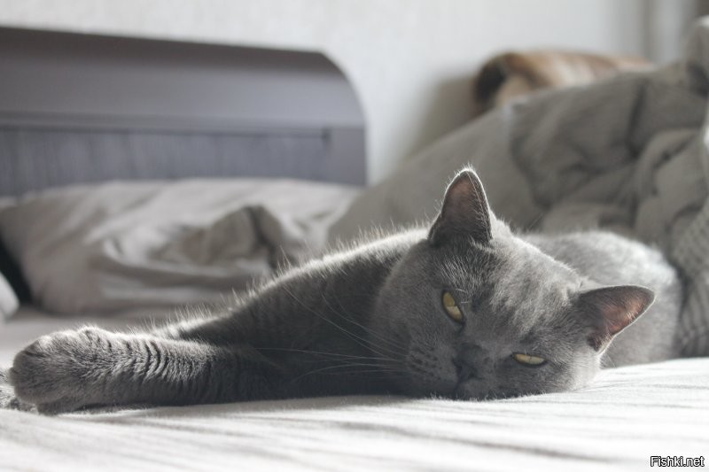 Подборка смешных и забавных фотографий с котами, которые поднимут настроение