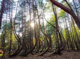 И что нам Канада?
Про Куршскую косу уже написали.
Вот вам пьяный (танцующий) лес у Тырново в Рязанской области