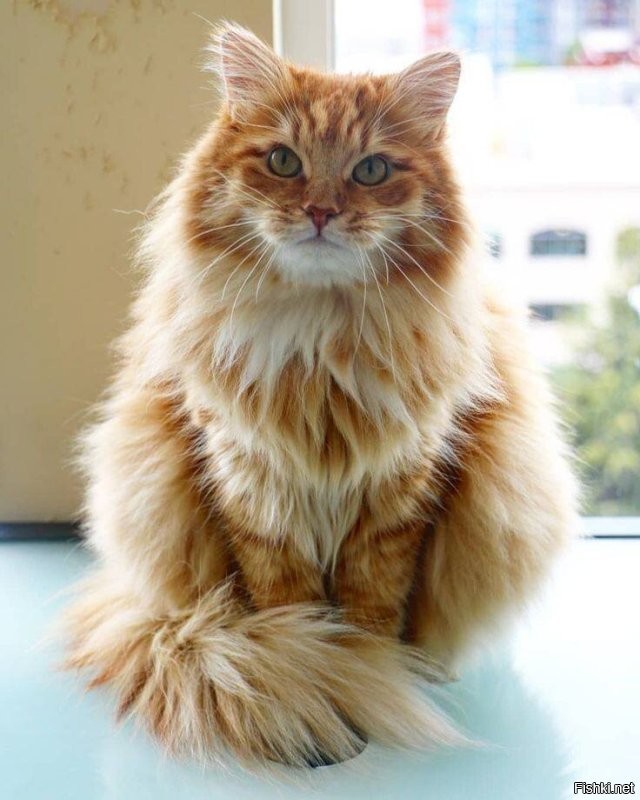 Солянка от 19.10.2025