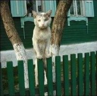 Подборка смешных и забавных фотографий с котами, которые поднимут настроение