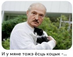 Кошка и картошка: 22 милых снимка, демонстрирующих единство приятного и полезного