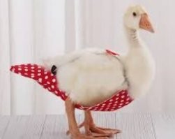 Девушка и её маленький утёнок