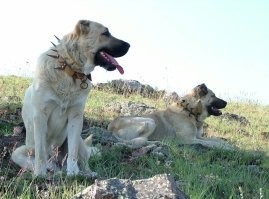 Волкодав есть только один -- ирландский. Относится к группе борзых, что примечательно.  А это кангал, он же карабаш -- очередная разновидность местной группы горных собак, их там в каждом районе собственная порода, вернее порода одна -- названия разные. 
А против волка в честном поединке не устоит ни одна собака, что с хвостом, что без. Здесь вся надежда только на защитный ошейник, с ним у собаки есть шансы на победу.