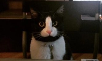 Просто он другого кота увидел