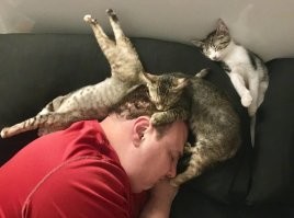 Коты могут спать где угодно