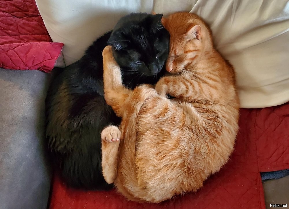 Солянка от 20.10.2025