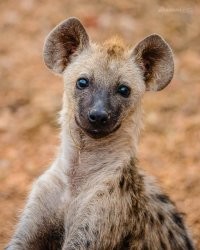 Обыкновенная пятнистая гиена. Судя по ушам и походке.  Очень умная кошка. Эта ещё маленькая. Повзрослеет - вырастит до 80-90 см в холке. Милашки.
