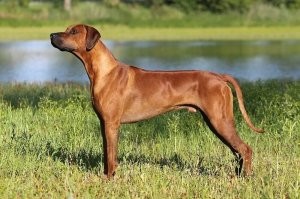 Гиена это, риджбек совсем по другому выглядит