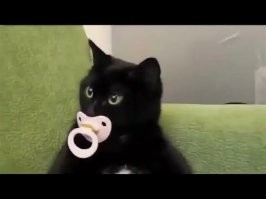 Самый удивленный кот