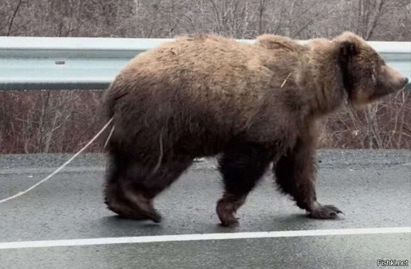 А сзади у него я так понимаю...