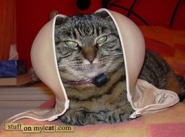 Зачем сразу двухголовые?