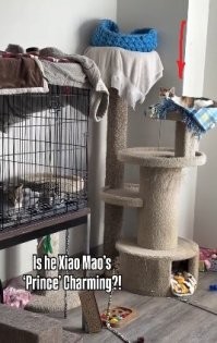 Читать текст? Это для слабаков...