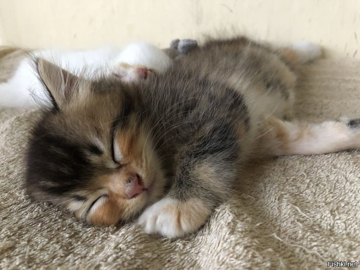 Солянка от 21.10.2025