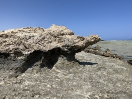 Окаменелости Готзиллы