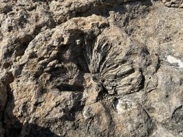 Окаменелости Готзиллы