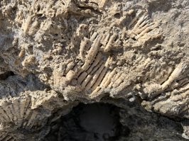 Окаменелости Готзиллы