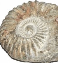 Где-то в гараже лежит камешек, размером меньше спичечного коробка, с окаменелой улиткой. Примерно такой.